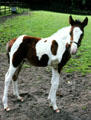 Newly born pony at Irish National Stud. Kildare, Ireland