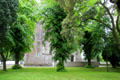 Trees surrounding Maynooth Castle. Ireland.