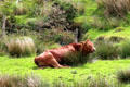Cow resting on land around Staigue Fort on Ring of Kerry. Ireland