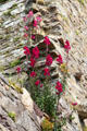 Flowers growing on ruin walls at Jerpoint Abbey. Ireland.