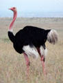 A male ostrich walks plains of Nairobi National Park. Kenya