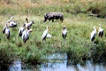 Yellow-Billed Storks & warthog by river in Masai Mara Reserve. Kenya