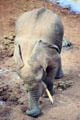 Forest elephant digging for salt using its tusks in Aberdare National Park. Kenya.