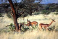 Gerenuk which stand on hind legs to feed in Samburu National Reserve. Kenya