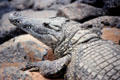 Crocodile in a commercial crocodile farm in western outskirts of Nairobi. Kenya.