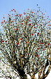 Tree with red flowers in Cholula. Mexico.