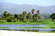 The wetlands of Manialtepec. Mexico.