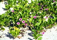 Beach flowers growing in sand at Manialtepec. Mexico.