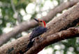 Red-vented Yucatan woodpecker. Mexico.