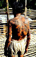 Tattoos on back of old warrior from Ugat longhouse in Sarawak. Malaysia.