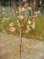 Almond Tree in Bloom painting by Vincent van Gogh at Rijksmuseum. Amsterdam, NL.