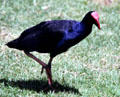 Pukeko native New Zealand bird in Western Springs Park. Auckland, New Zealand.