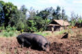Pig digs in field at Mudmen village. Papua New Guinea.