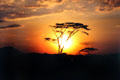 Sunset behind tree in Serengeti National Park. Tanzania