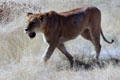 Female lion crossing the grassy plains of Ngorongoro Park. Tanzania.
