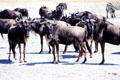 Herd of Blue Wildebeest standing on dusty soil of Ngorongoro Park. Tanzania.
