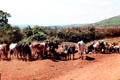 Cattle & other farm animals on road between Lake Manyara & Ngorongoro Crater. Tanzania