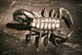 Model of an ancient scorpion at Our Dynamic Earth. Edinburgh, Scotland