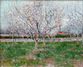 Orchard in Blossom Arles painting by Vincent van Gogh at National Gallery of Scotland. Edinburgh, Scotland.