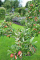 Apple tree at Kellie Castle. Pittenweem, Scotland.