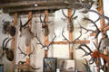 Deer & other horned & antlered antelopes taxidermied heads in trophy room at Castle Fraser. Aberdeenshire, Scotland.
