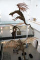 Sculpted dragons from Belfast-produced Game of Thrones TV series hang in atrium of Ulster Museum. Belfast, Northern Ireland