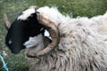 Irish goat with black & white face at Ulster Folk & Transport Museum. Northern Ireland.