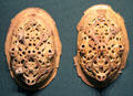 Viking oval brooches for women's dress from Suffolk at British Museum. London, United Kingdom.