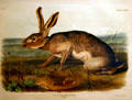 John Woodhouse Audubon folio of Texian Hare. AR.