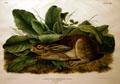 John James Audubon folio of Black-tailed Hare. AR.