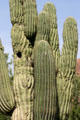 Saguaro cactus cross section at Desert Botanical Garden. Phoenix, AZ.