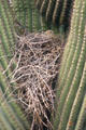 Dove on nest. Phoenix, AZ.