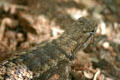 Lizard with sharp scales. Phoenix, AZ.