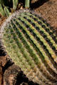 Compass barrel cactus in Desert Botanical Garden. Phoenix, AZ.