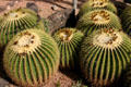 Golden barrel cactus in Desert Botanical Garden. Phoenix, AZ.