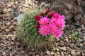 South American cactus in flower in Desert Botanical Garden. Phoenix, AZ