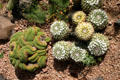 Small cacti at Desert Botanical Garden. Phoenix, AZ.