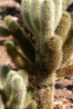 Teddy Bear Cholla cactus at Desert Botanical Garden. Phoenix, AZ.