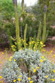 Flowers at Desert Botanical Garden. Phoenix, AZ.