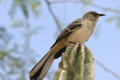 Mockingbird. Phoenix, AZ.