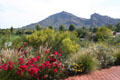 Roadside flowers & hills of Paradise Valley. Phoenix, AZ.
