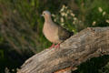 Mourning dove. Scottsdale, AZ.