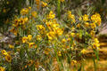 Yellow flowers at Taliesin West. Scottsdale, AZ.
