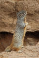 Rock Squirrel at Sonoran Desert Museum. Tucson, AZ.