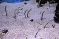 Garden eels in aquarium at Sonoran Desert Museum. Tucson, AZ.