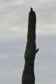Woodpeckers on Saguaro cactus in Sonoran Desert. Tucson, AZ.