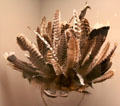 Raramuri native turkey feather Fariseo headdress from Northwest Mexico at Arizona State Museum. Tucson, AZ.