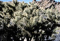 Cacti of Joshua Tree National Park. CA.