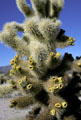 Cholla cactus plant in Joshua Tree National Park. CA.