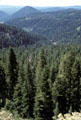 Forest of Lassen Volcanic National Park. CA.